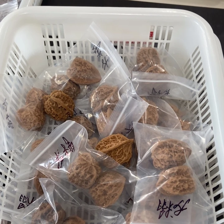 吊坠文玩核桃龙榻微瑕