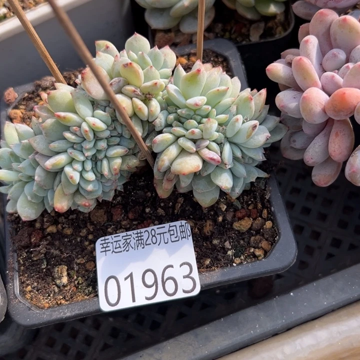 幸运儿是一位非常幸运