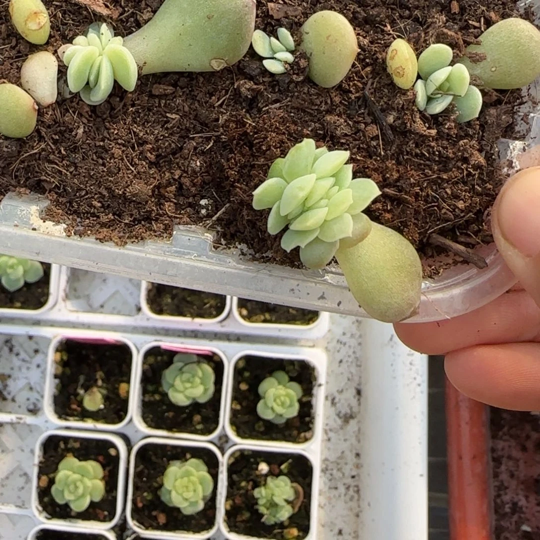 冰沙糖疑似穴一个满25包邮