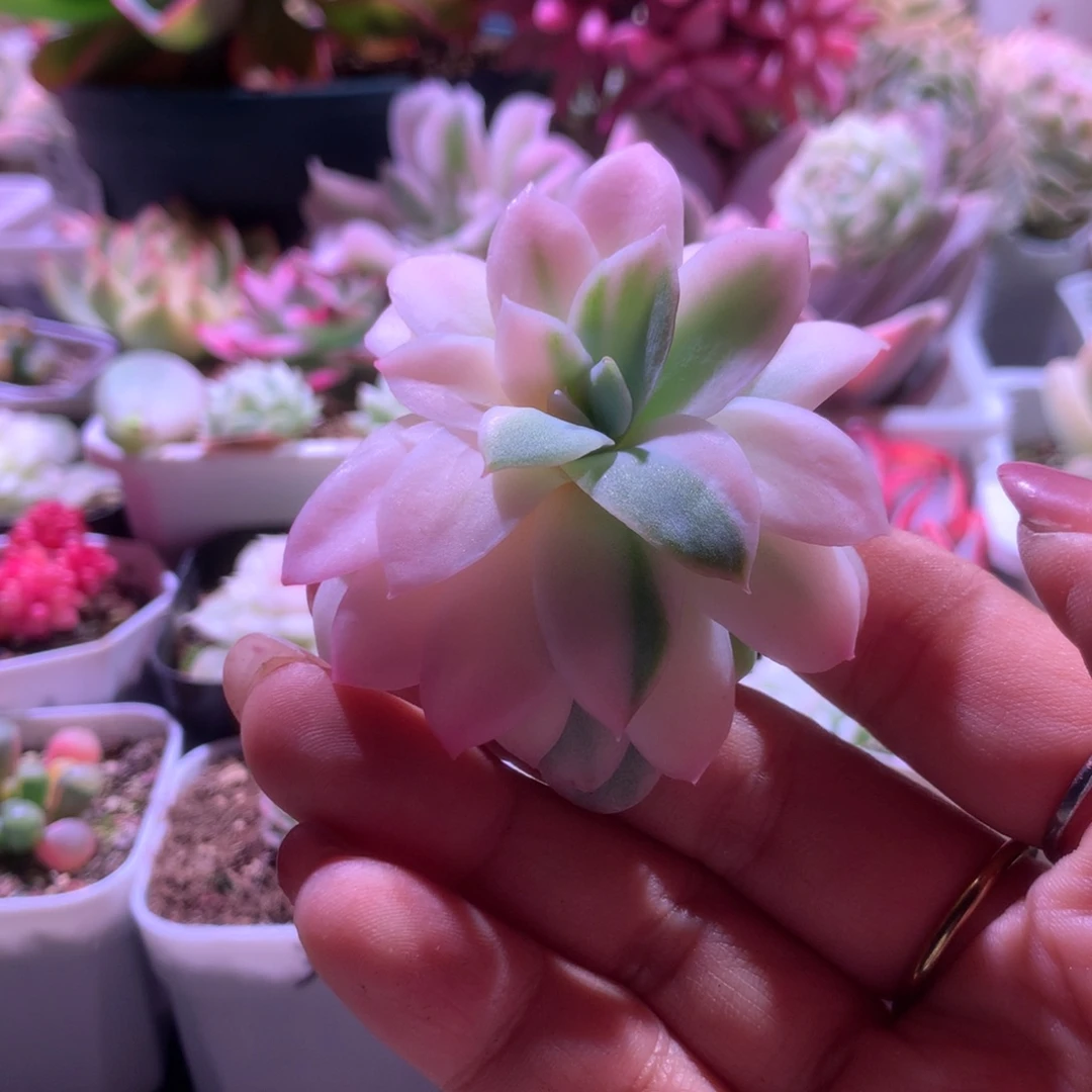 玫瑰女王锦砍头有杆子