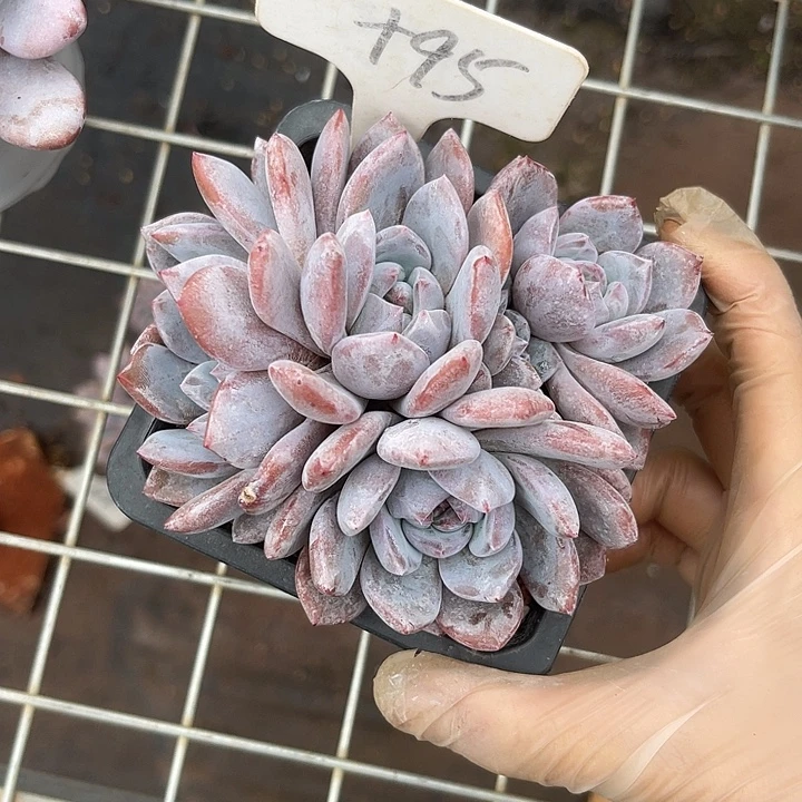 两单包邮，一物一拍95石榴