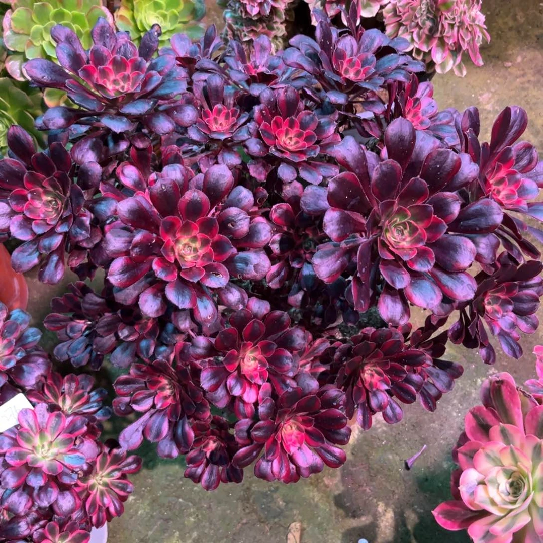 多肉植物丽娜661