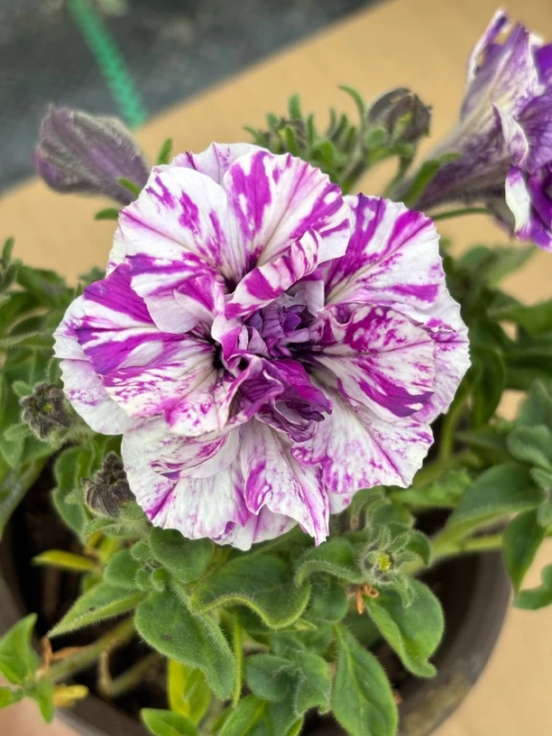 重瓣变异矮牵牛&阿西的花房