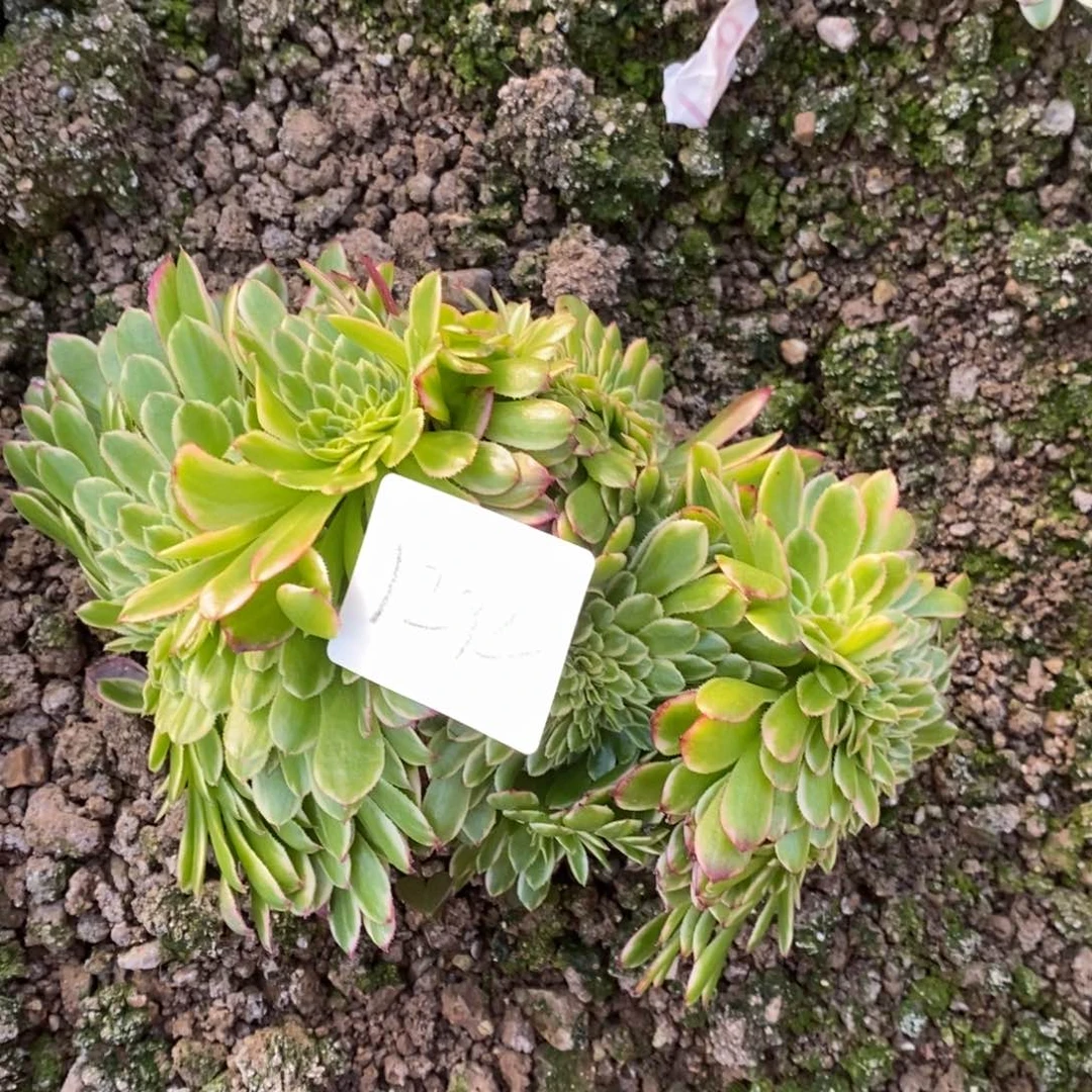 1292朝霞缀多肉植物