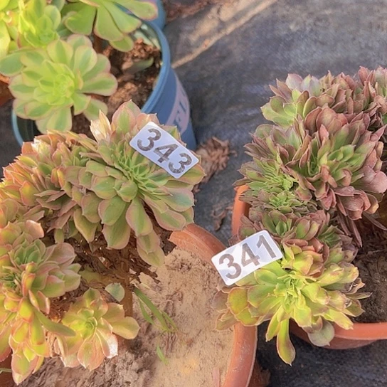 l***澜多肉植物两个法师