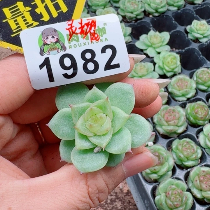多肉植物多肉植物