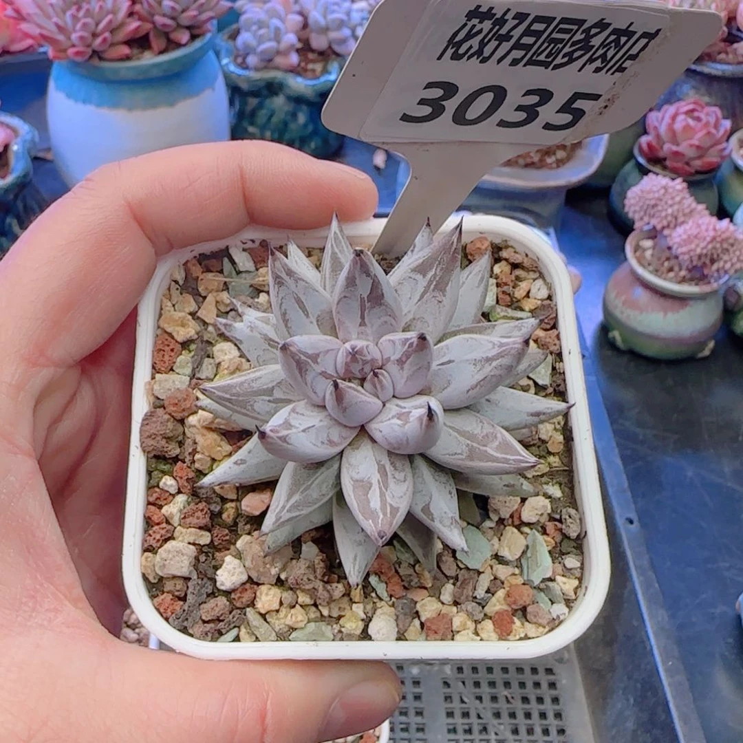 多肉3035…………………………