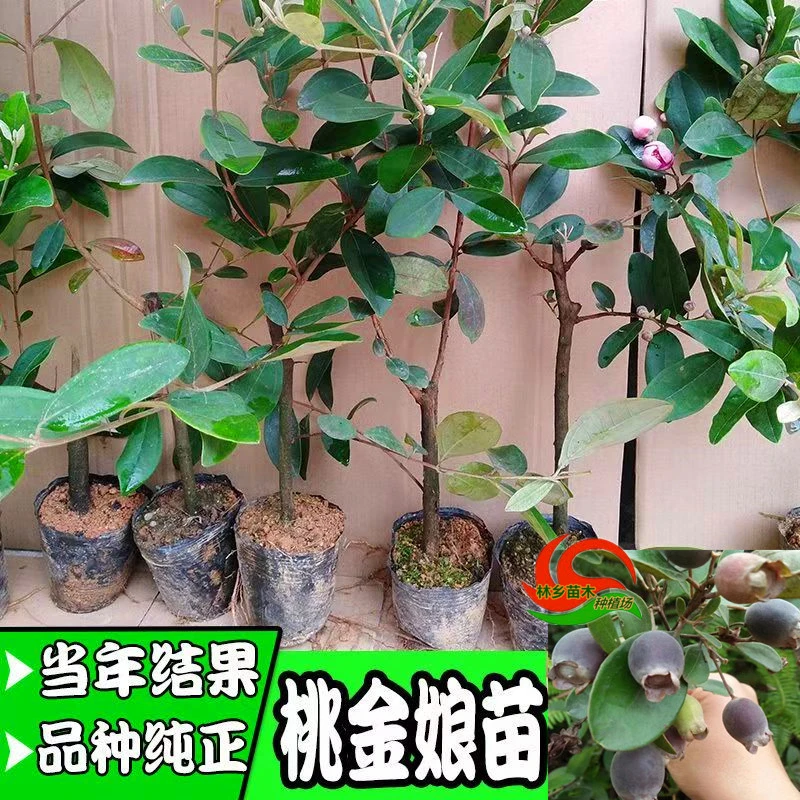 桃金娘果树苗灵山野生捻子苗盆栽地栽观赏树庭院种植当年开花结果