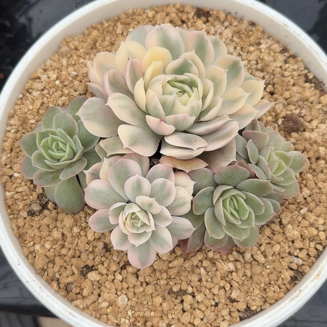 白锦昂斯诺一物一拍