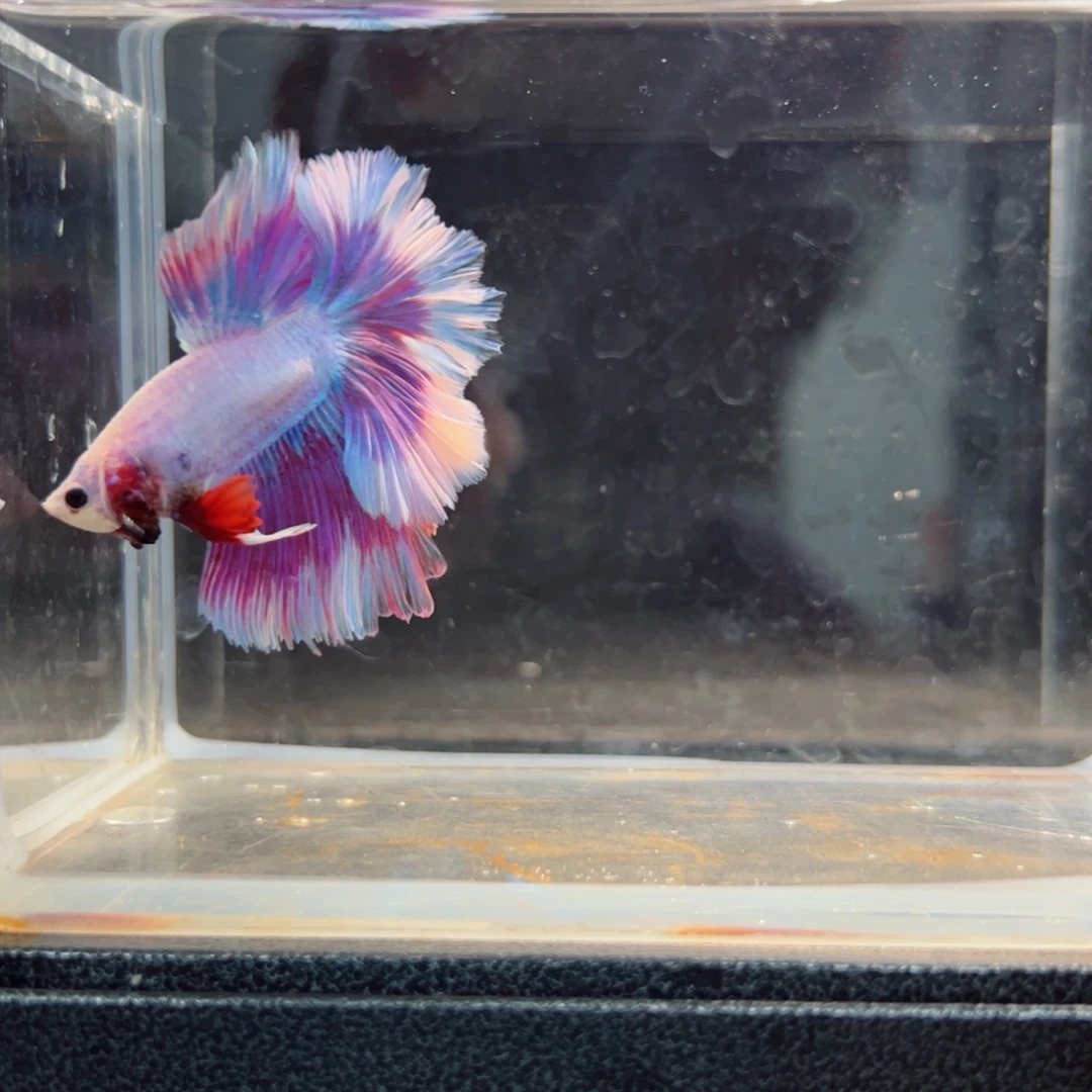 斗鱼浅色仙仙裙特殊尾