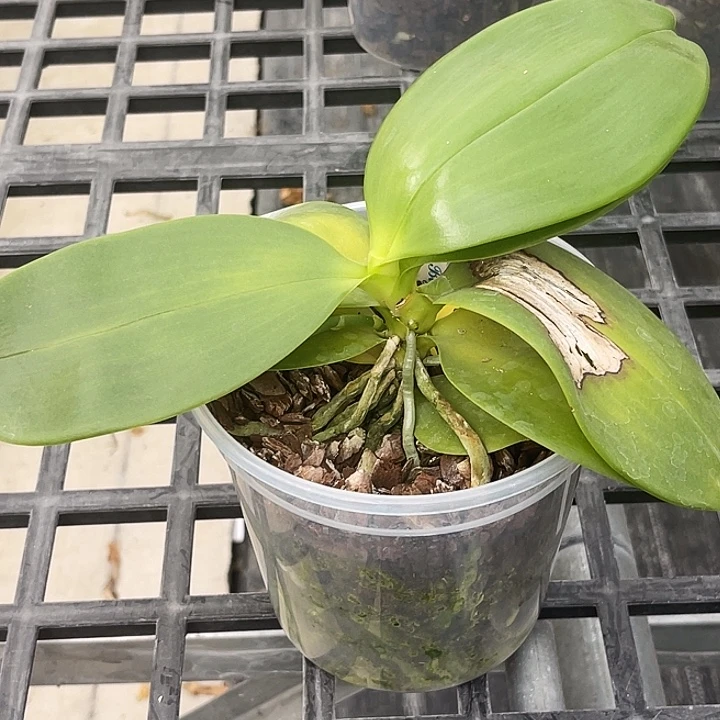 当前无花栽培后可以开花大树BT713瑕疵