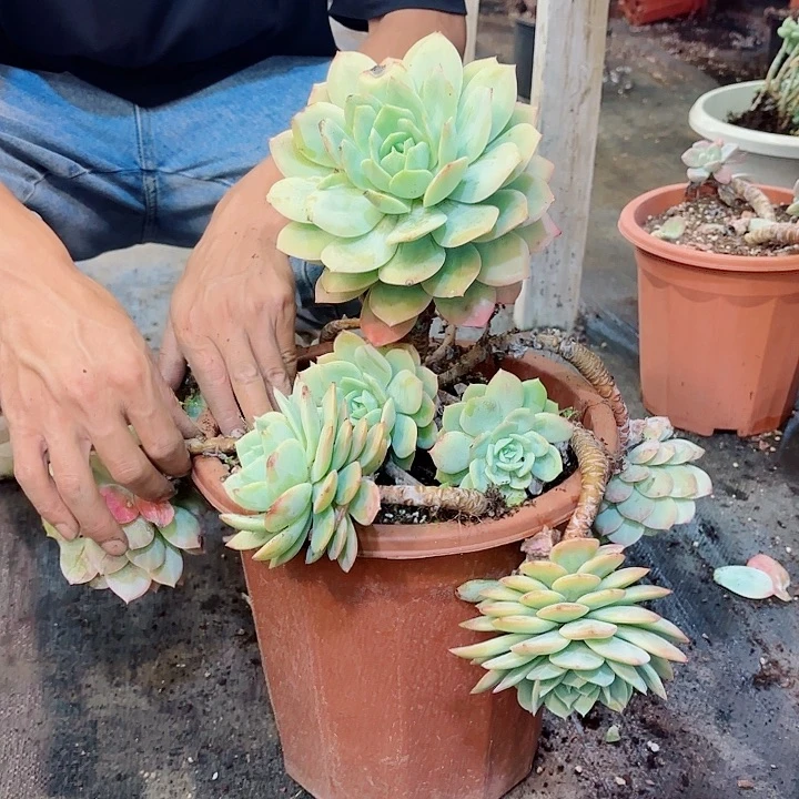 小***王定拍恋曲多肉植物