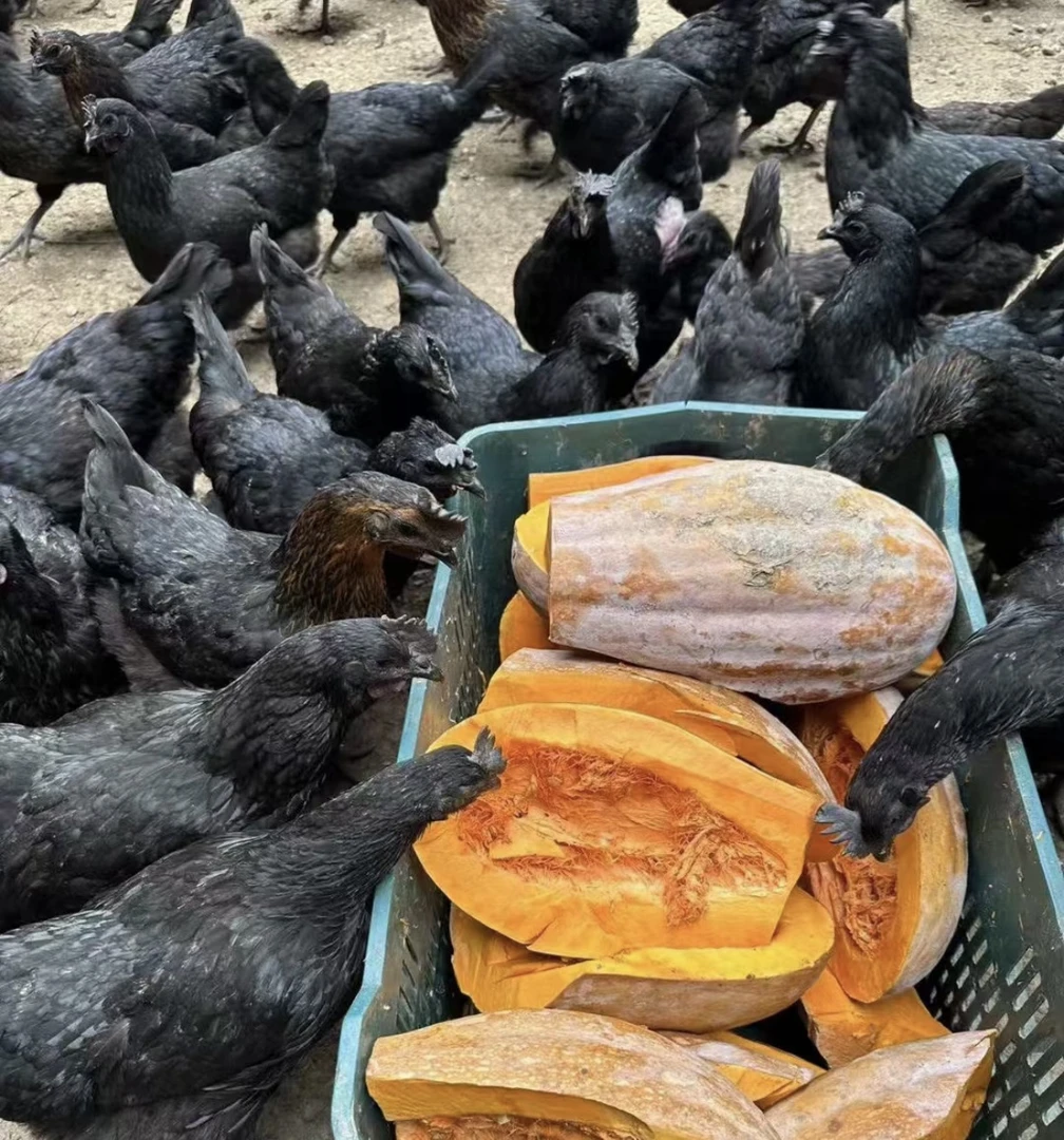 五黑绿壳蛋鸡肉好吃鲜嫩发货1.5斤左右 包冰率不含冰