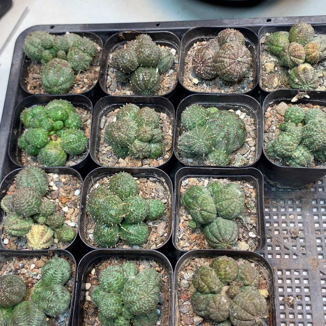 自根 欧系布纹球盆口径7公分