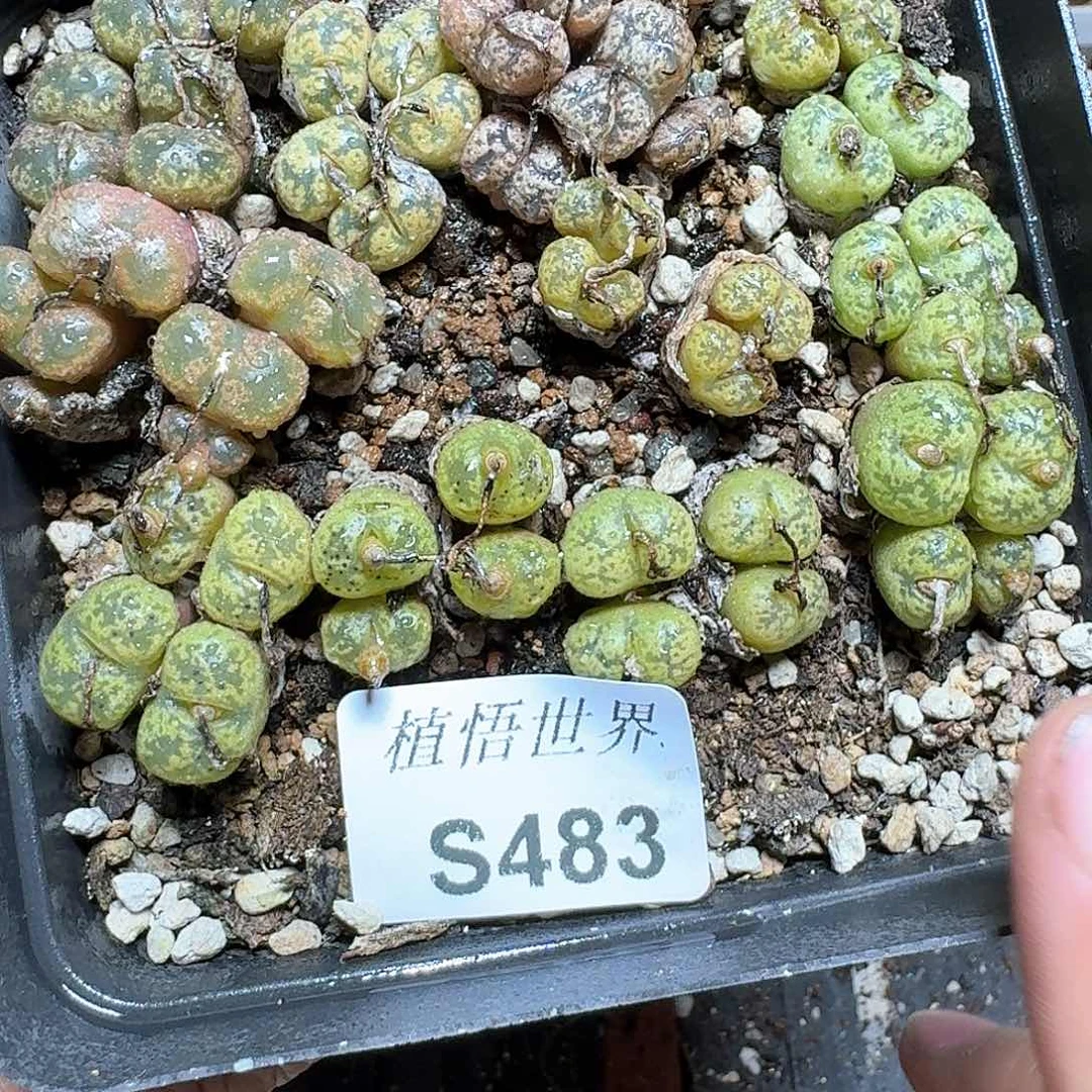 483号多肉植物哇f g
