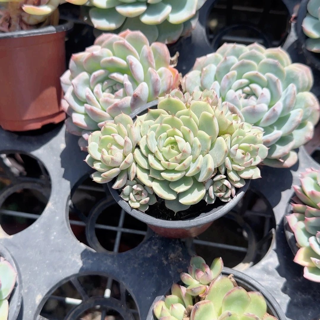 无花朵一块钱90苯巴福袋