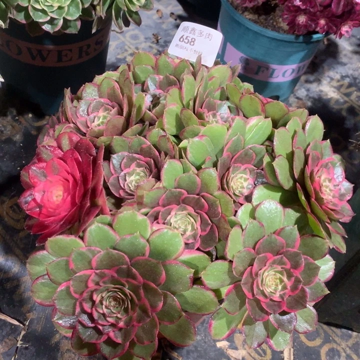 658粉花妖多肉植物
