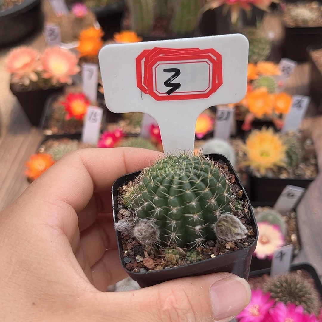 a**e3往事多肉园仙人球