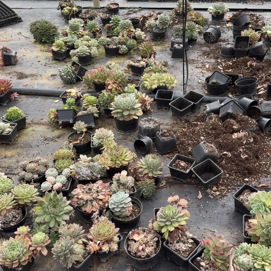 麦秆五号箱子一箱子量拍发货11-20母本区