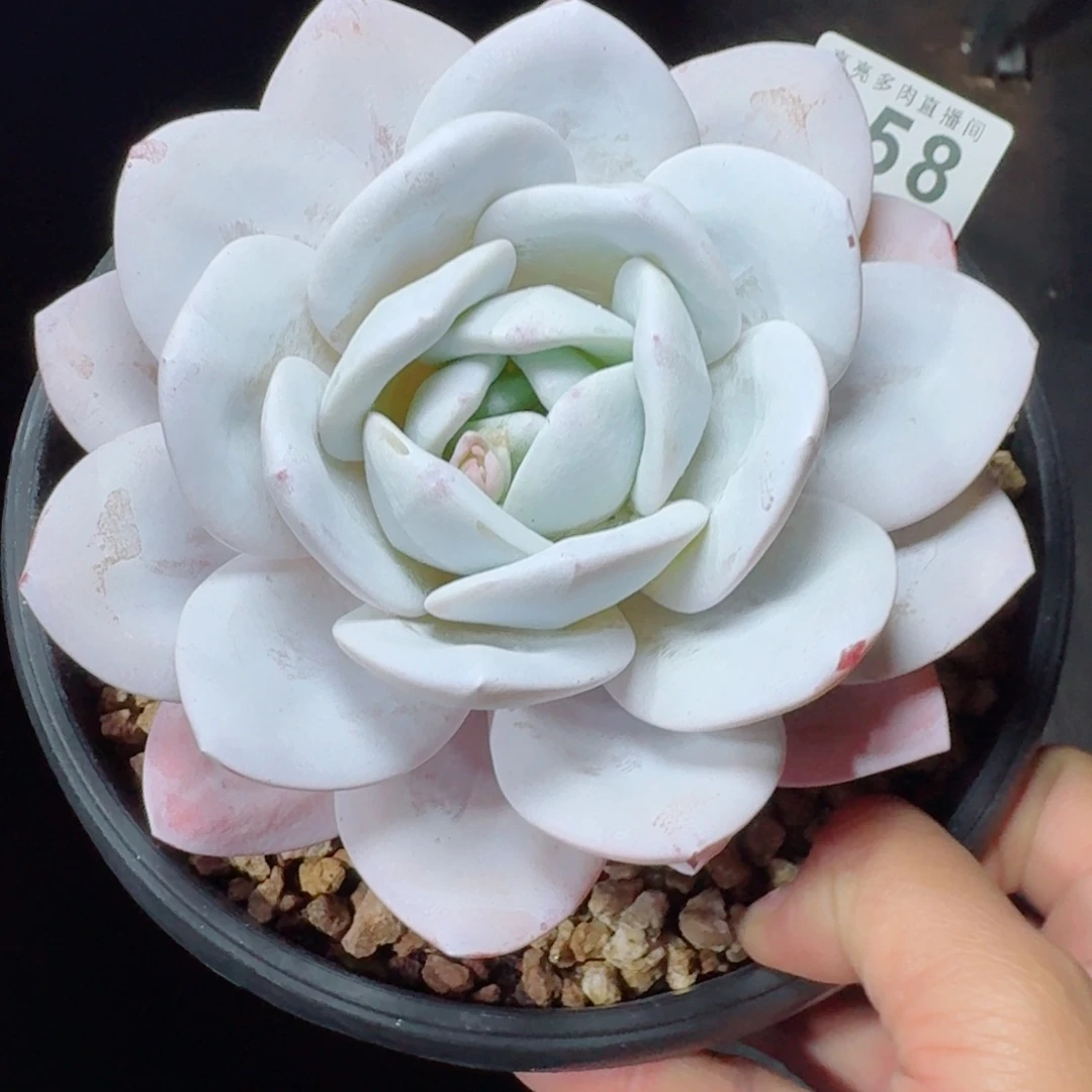 雪茶      愿你一路坦途，乘风破浪展宏图