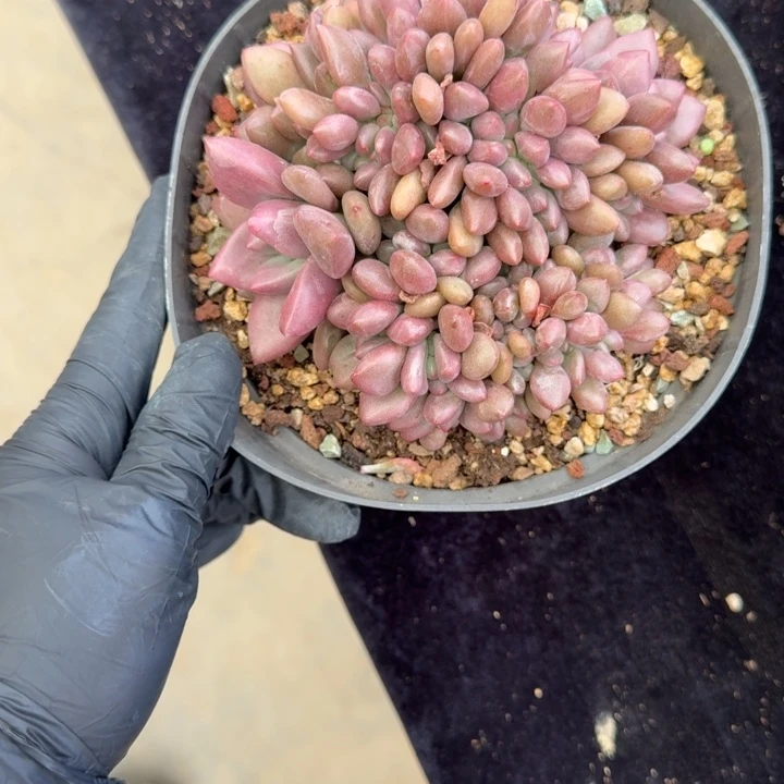 静***谧12厘米左右一物一拍的