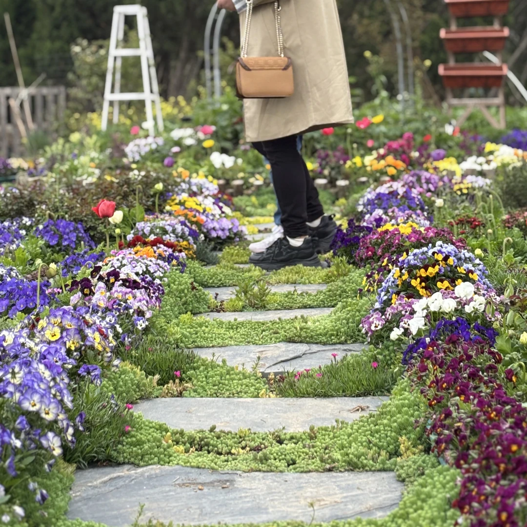 120规格角堇开花机耐寒好养爆花花卉盆栽花园植物