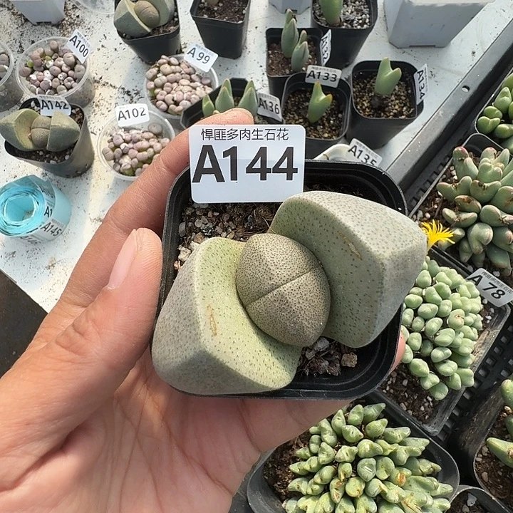 144多肉植物多肉植物