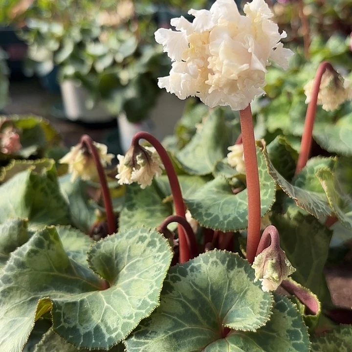 完全开放白色皱皱宴06