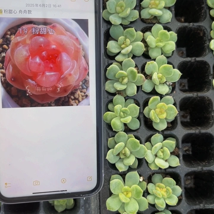 t9粉甜心，9.9包邮