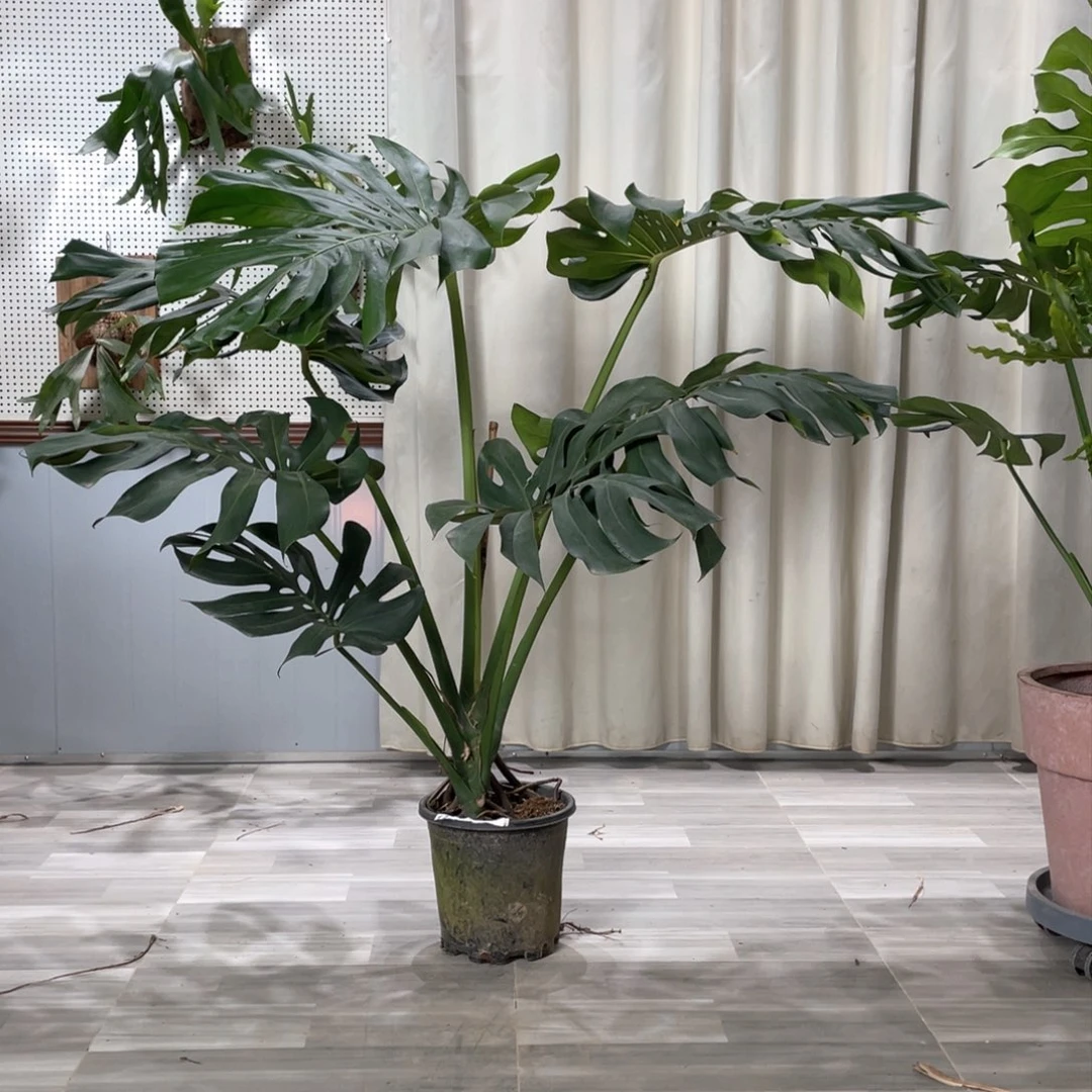 龟背竹是我国著名