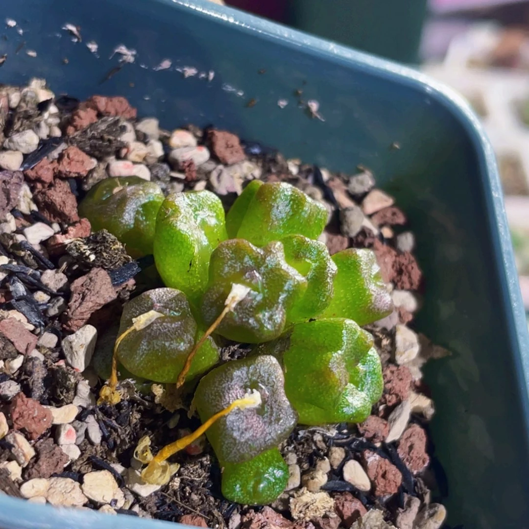 五角星方糖植物一物一拍