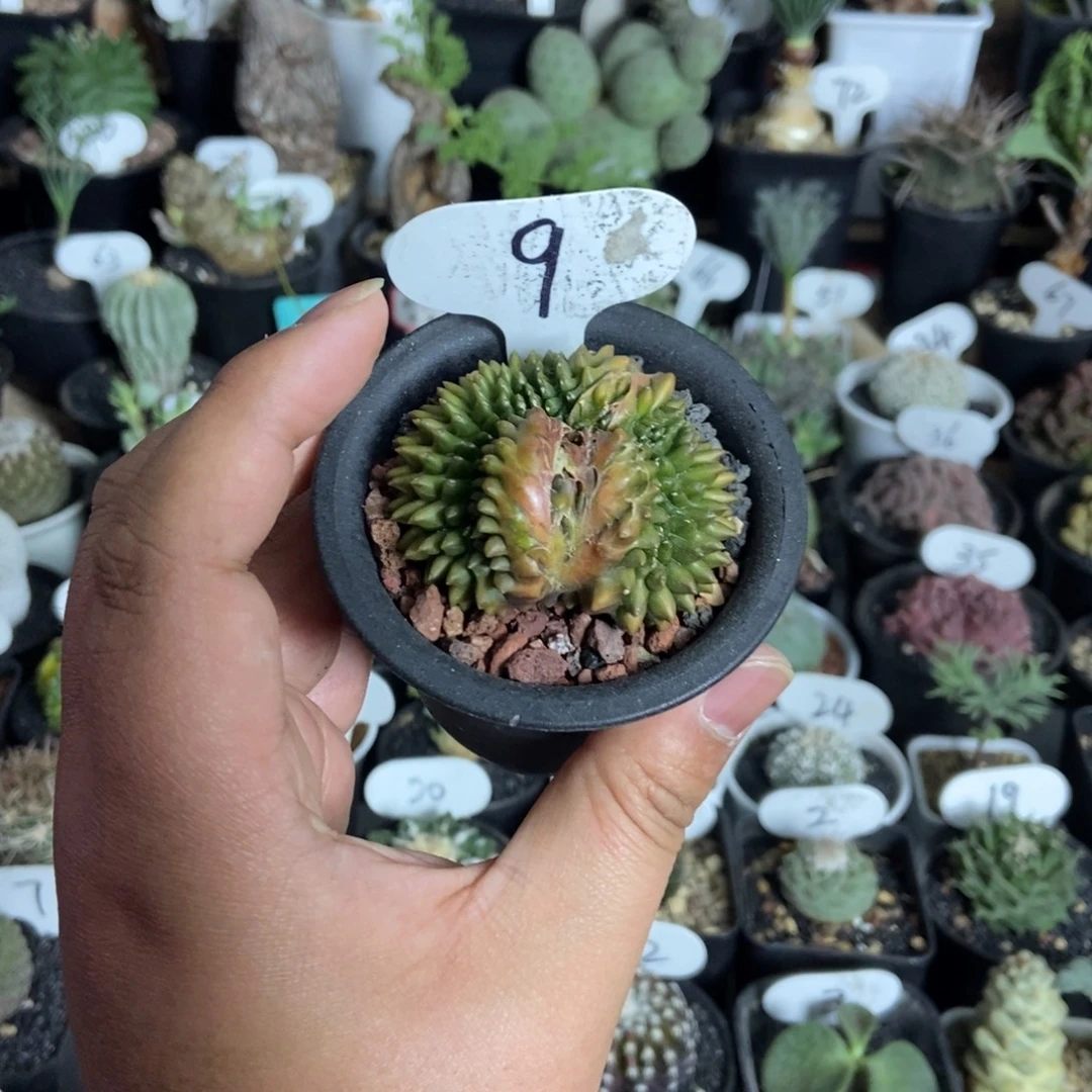 泰貘一个一物一拍