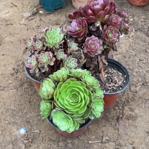 738多肉植物组合，