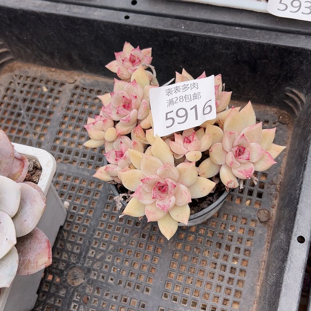 9号?***鹤我们的确是一5916