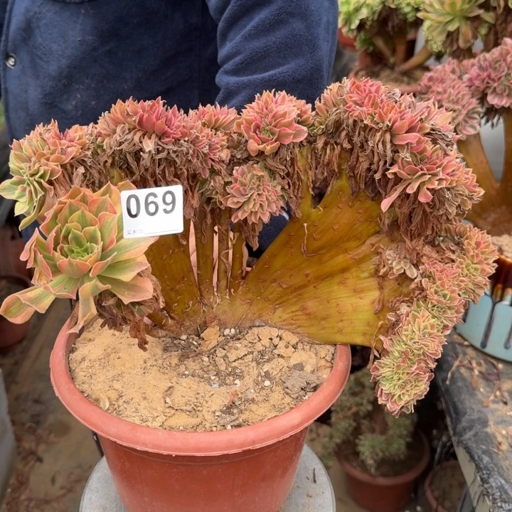 梦幻七彩法师锦缀化069