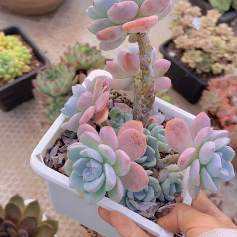 露凝香15178多肉植物