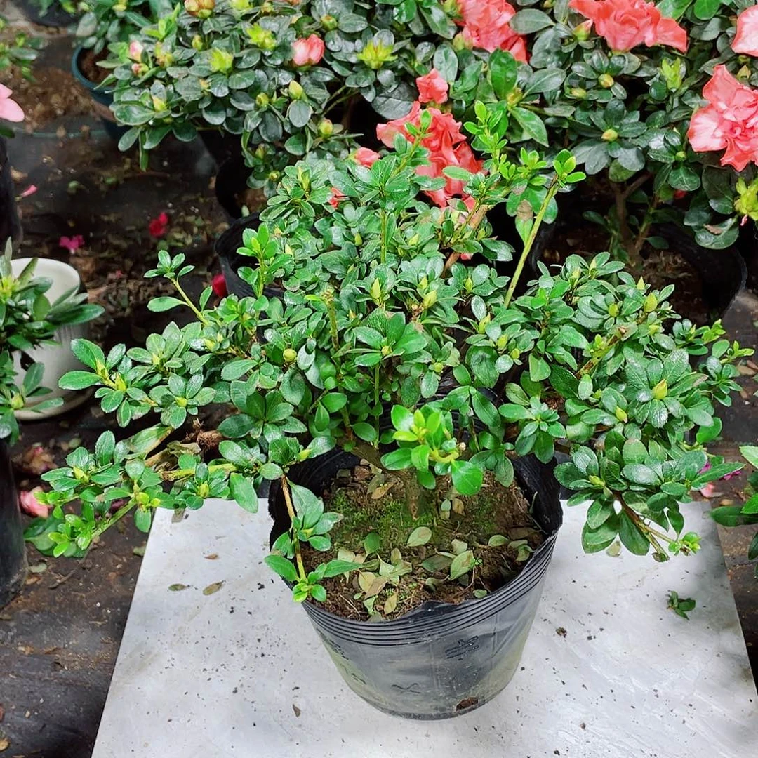 甲***质完全开放娟之舞杜鹃花