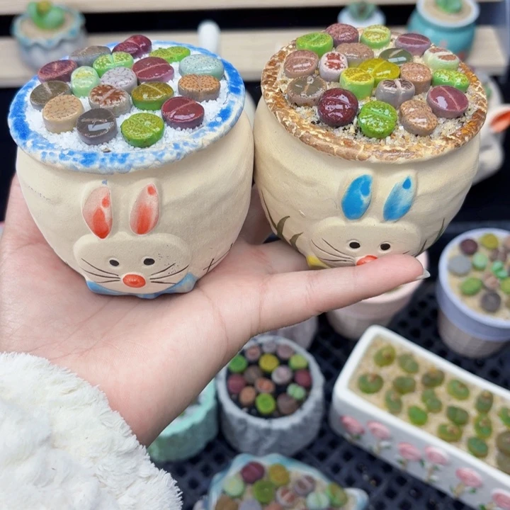 开播福利2盆7030零下地区记得拍保温箱