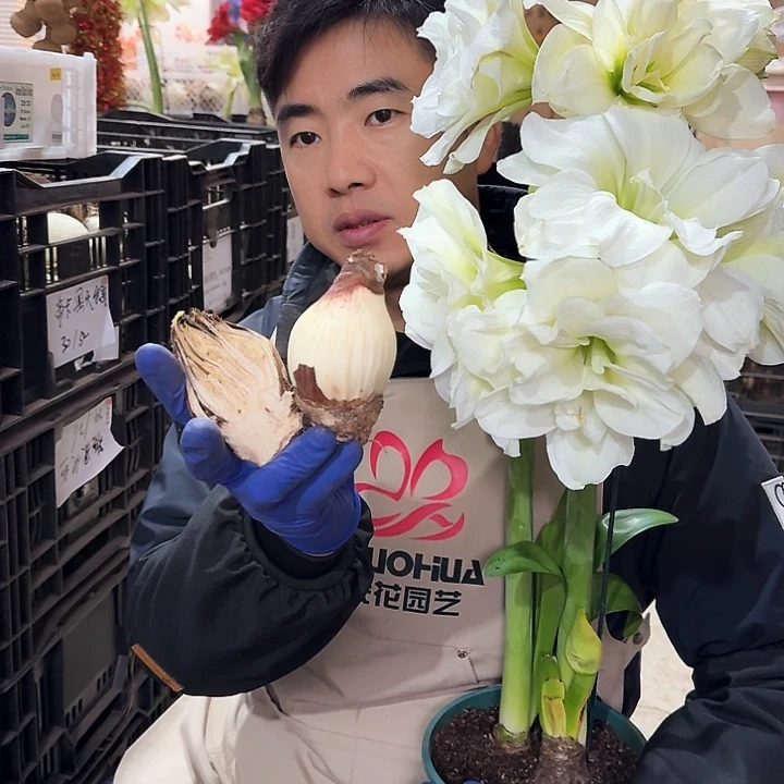 2颗装阿拉斯加，丑球进口，不影响开花