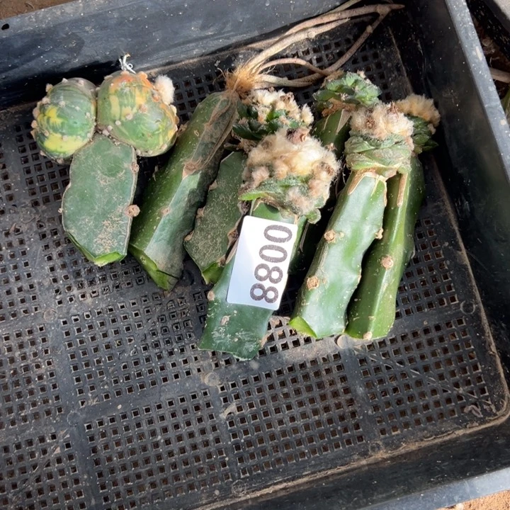 叫**驴一筐仙人球088号