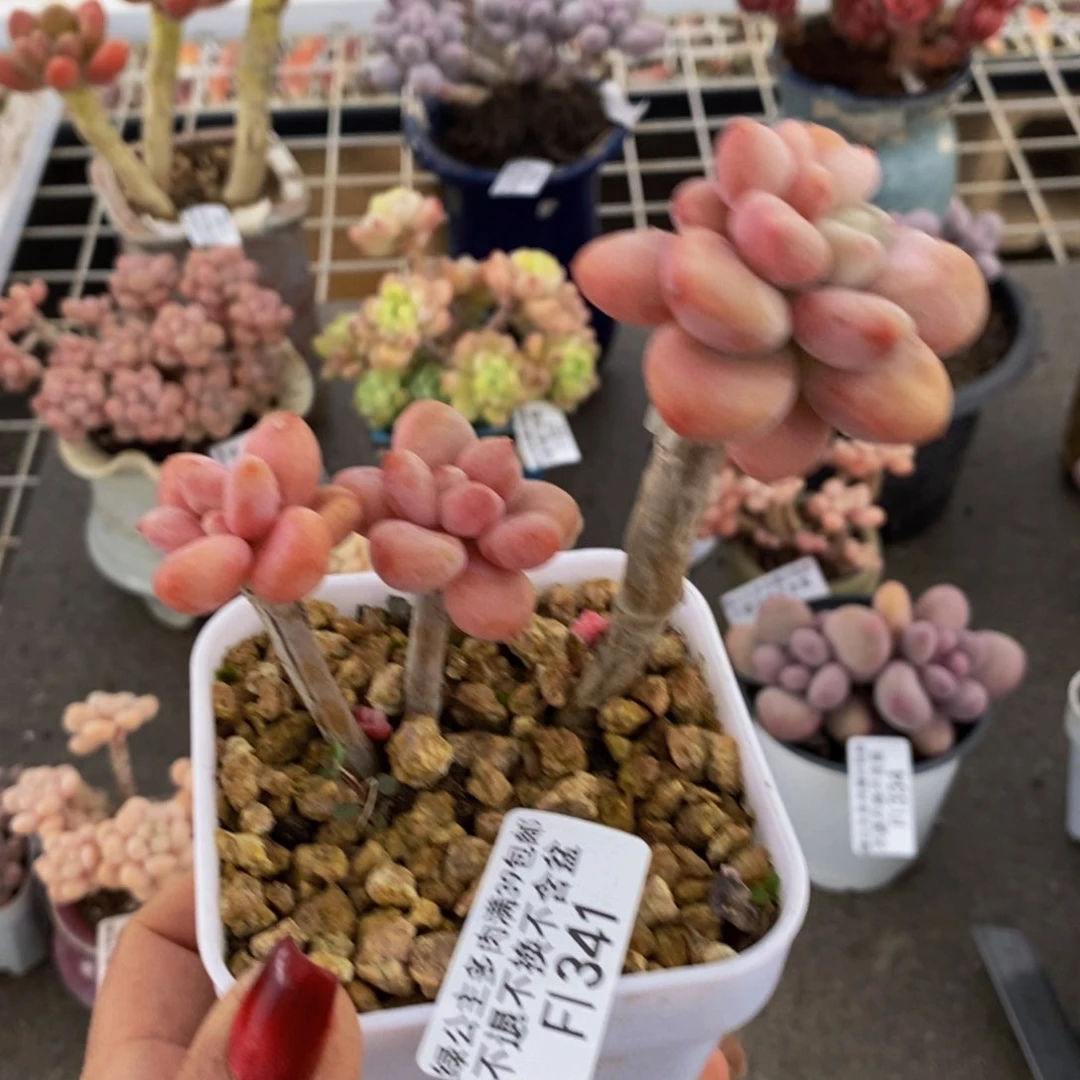 樱花洛神341:8v m