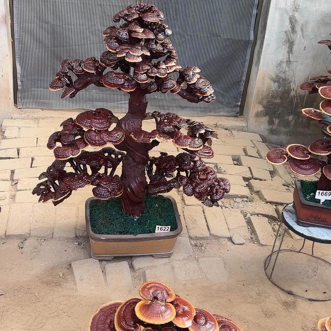 无花朵灵芝是我国著名植物