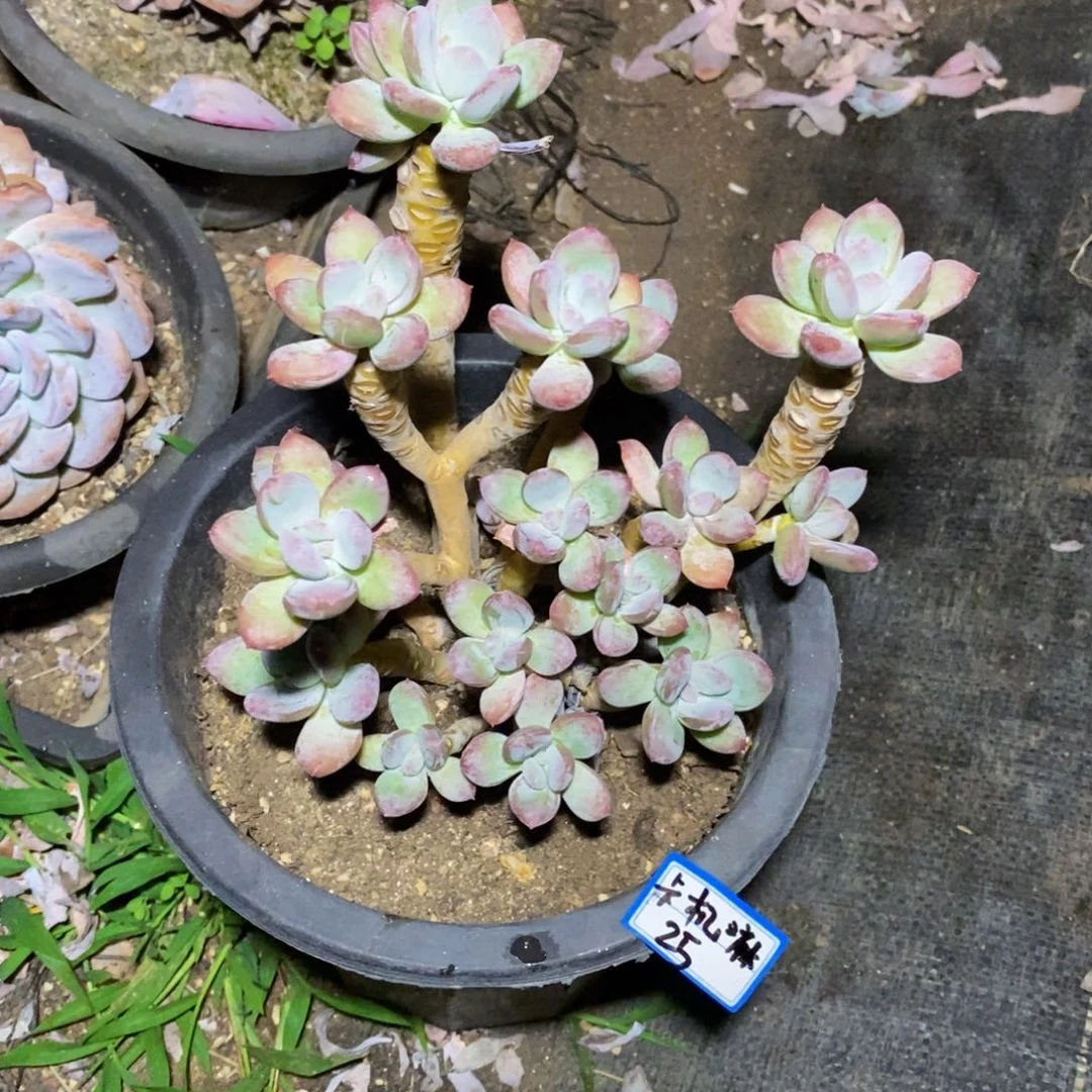 卡***嘛一物一拍一物一拍