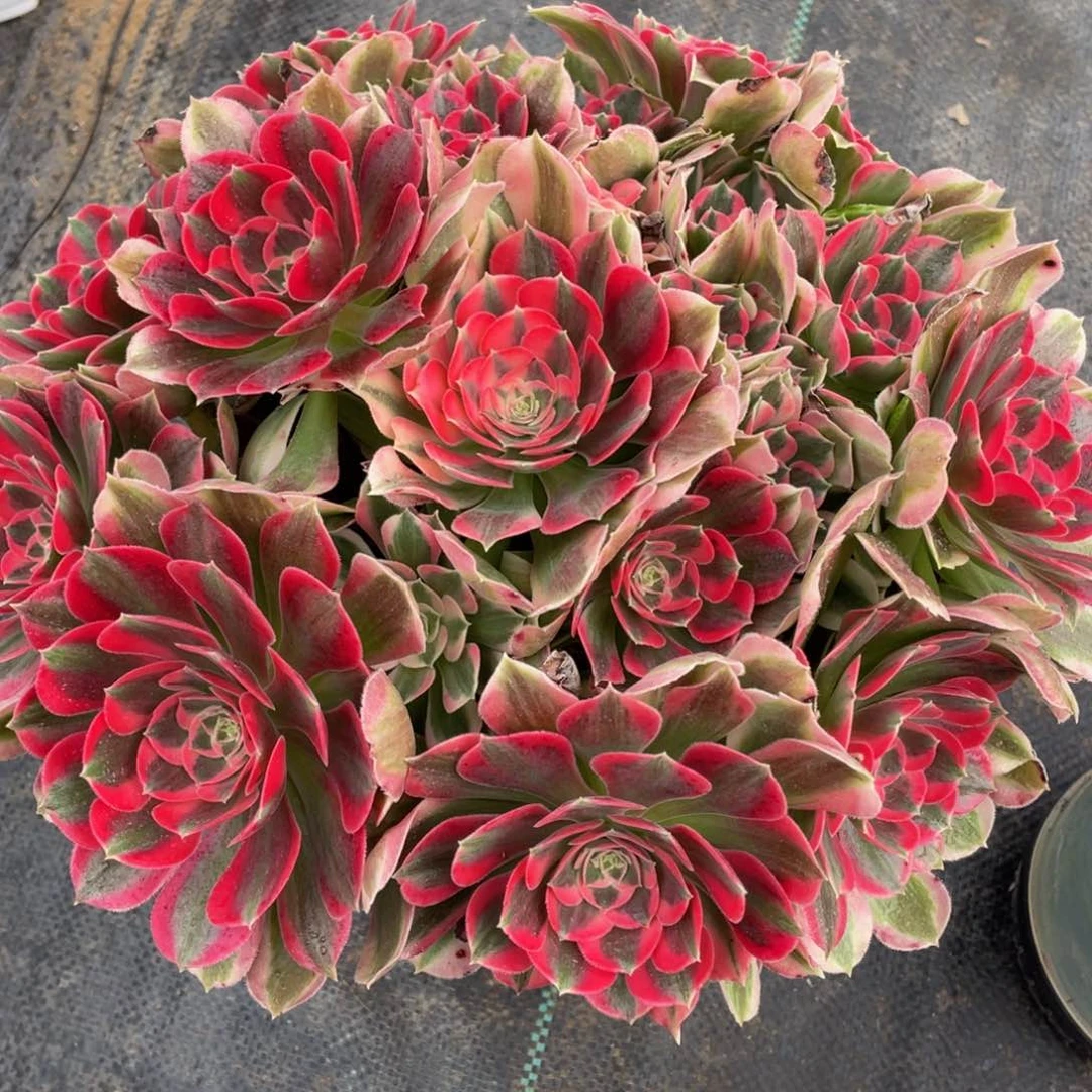 166初恋精品法师多肉