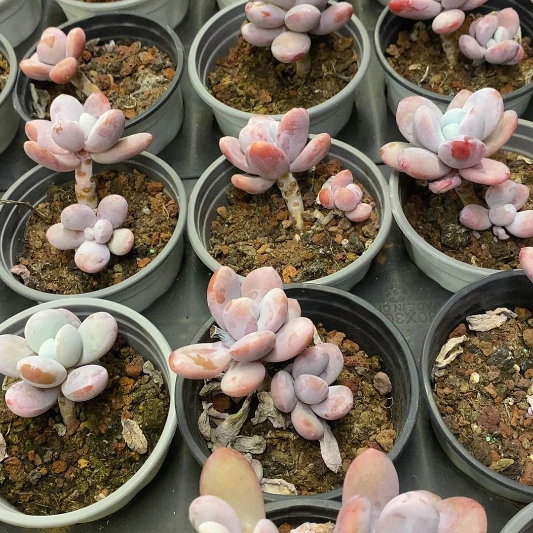 80。雪美人。福利多多