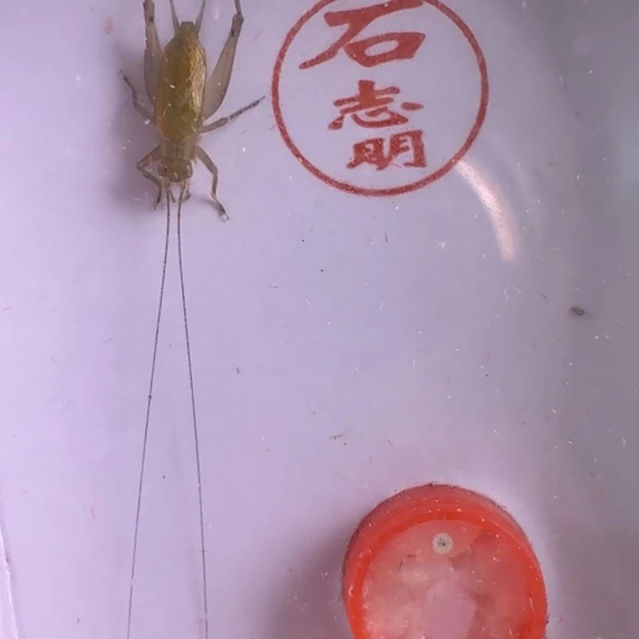 漂亮绿蛉一只合适好看