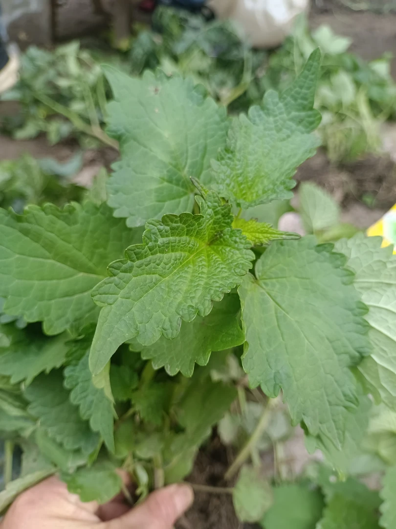四川本地霍香苗烧菜泡水做饼煎鱼家庭盆栽庭院可种蔬菜带土发货