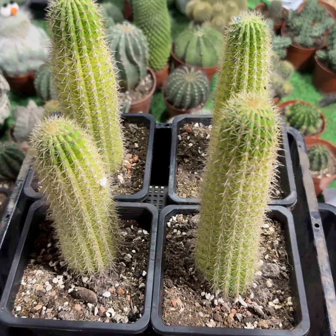 快****时光金妞四棵瑕疵福利价