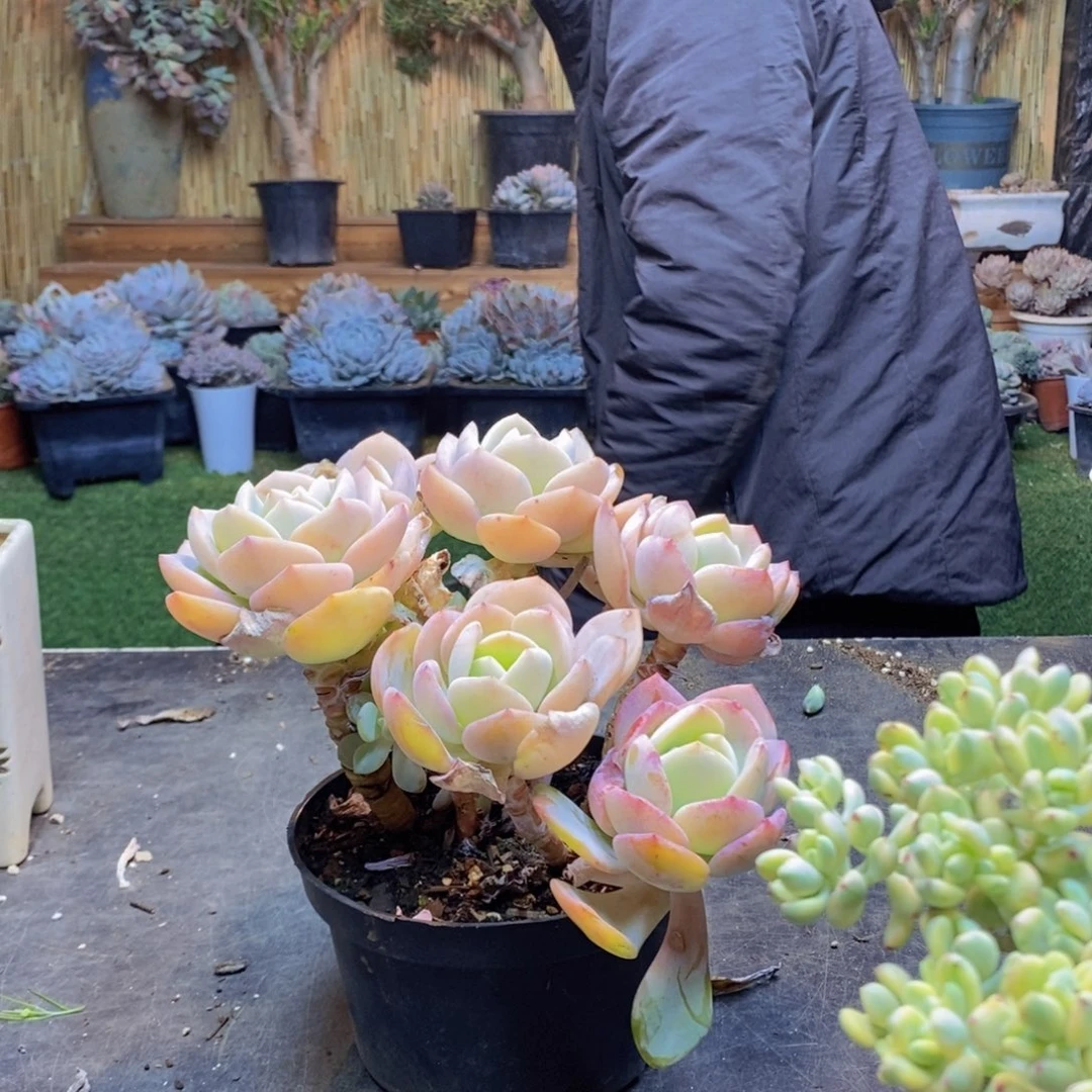 @**✨35号白月光老桩