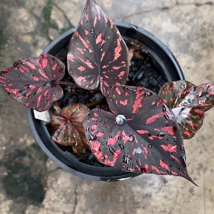 27-1212黑龙广东现货